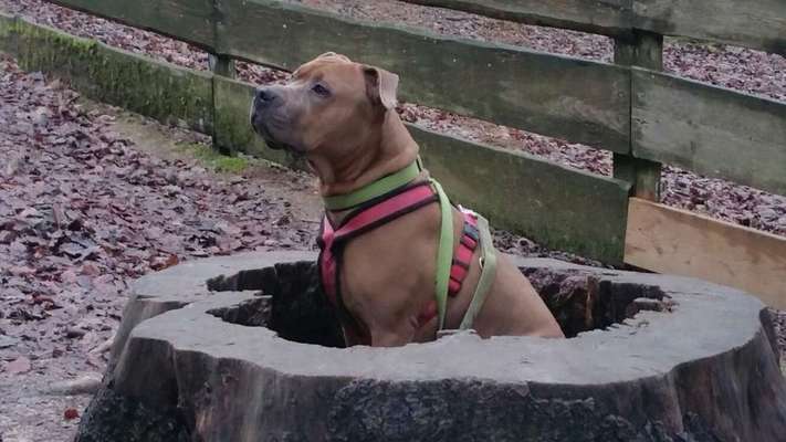 Dogorama Photo Challenge - Tierischer Urlaub-Beitrag-Bild