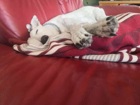 Windhunde - Treffen der besonderen Schönheiten
HERZLICH WILLKOMMEN-Beitrag-Bild