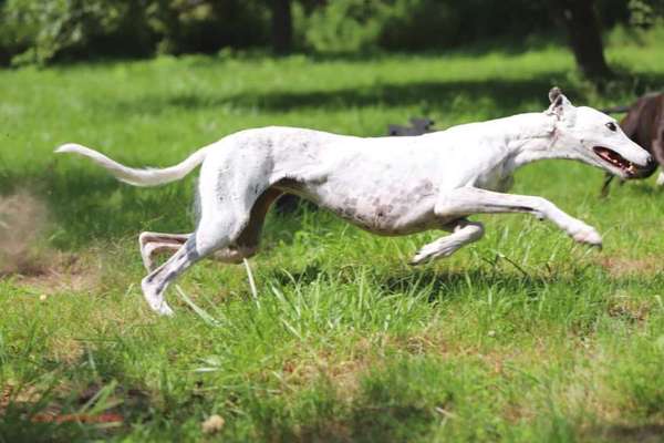 Windhundtreffen - PLZ-Beitrag-Bild