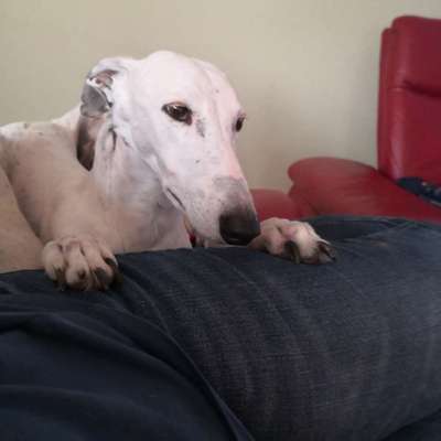 Windhunde - Treffen der besonderen Schönheiten
HERZLICH WILLKOMMEN-Beitrag-Bild