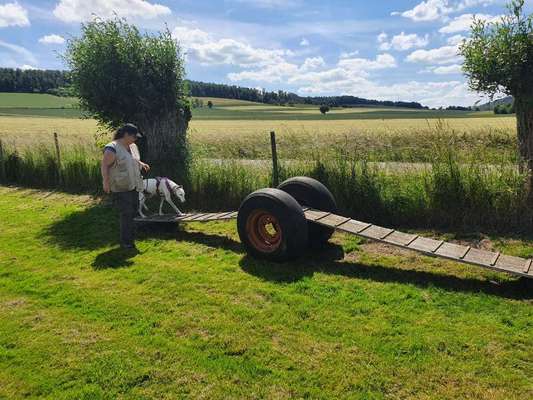 Windhunde - Treffen der besonderen Schönheiten
HERZLICH WILLKOMMEN-Beitrag-Bild