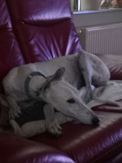 Windhunde - Treffen der besonderen Schönheiten
HERZLICH WILLKOMMEN-Beitrag-Bild