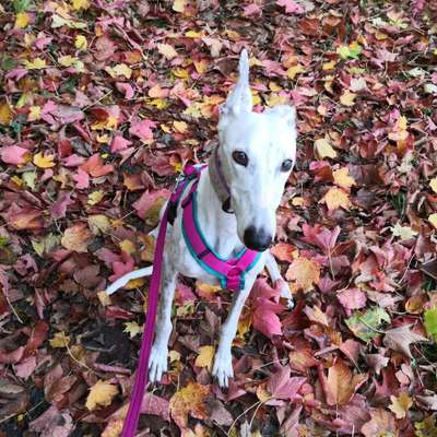 Windhunde - Treffen der besonderen Schönheiten
HERZLICH WILLKOMMEN-Beitrag-Bild