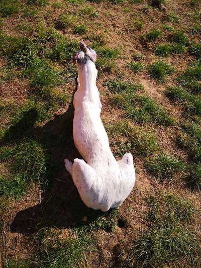 Windhunde - Treffen der besonderen Schönheiten
HERZLICH WILLKOMMEN-Beitrag-Bild