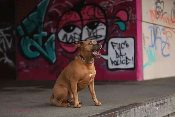 Dogorama Photo Challenge - Mäulchen auf-Beitrag-Bild