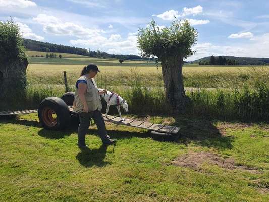 Windhunde - Treffen der besonderen Schönheiten
HERZLICH WILLKOMMEN-Beitrag-Bild