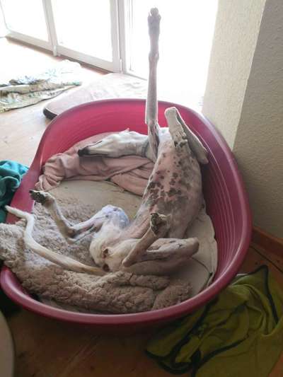 Windhunde - Treffen der besonderen Schönheiten
HERZLICH WILLKOMMEN-Beitrag-Bild