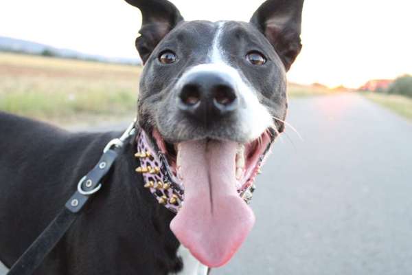 Dogorama Photo Challenge - Mäulchen auf-Beitrag-Bild