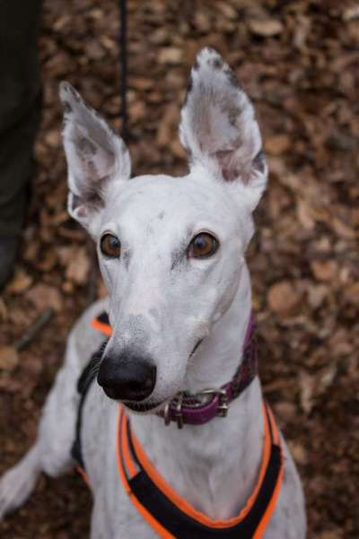 Windhunde - Treffen der besonderen Schönheiten
HERZLICH WILLKOMMEN-Beitrag-Bild