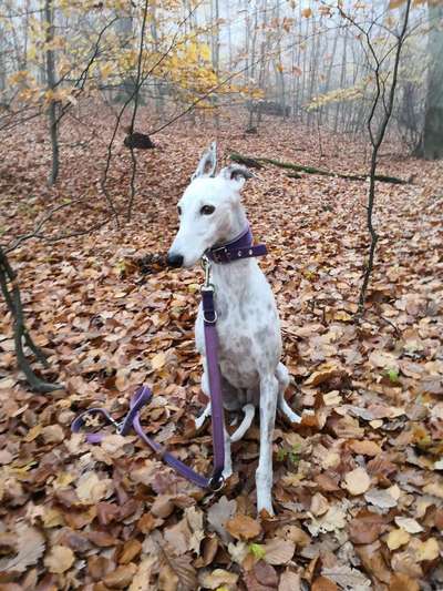 Theos  Fotochallenge Nummer 2-Beitrag-Bild