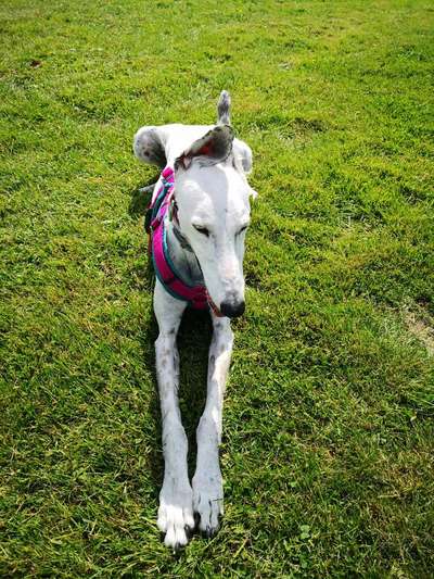 Windhunde - Treffen der besonderen Schönheiten
HERZLICH WILLKOMMEN-Beitrag-Bild