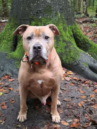 Dogorama Photo Challenge- Wurzeln-Beitrag-Bild