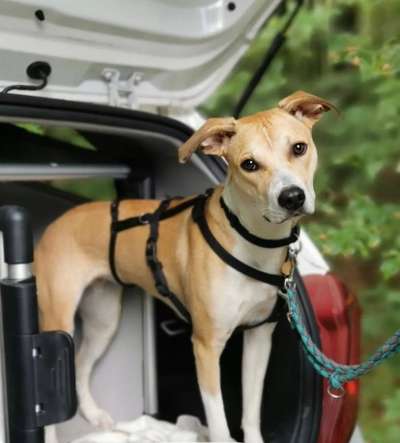 TierschutzhundeStammtisch🐕-Beitrag-Bild