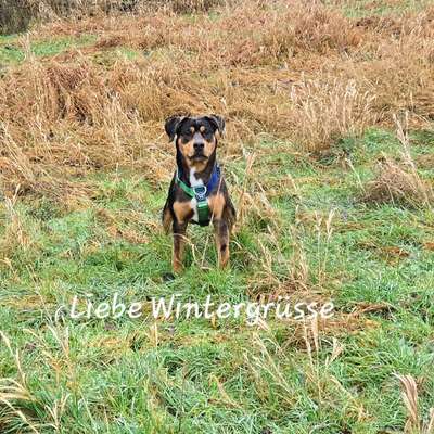 Hundetreffen-Spielkameraden-Bild