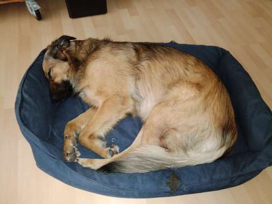 Labradorfans-Beitrag-Bild