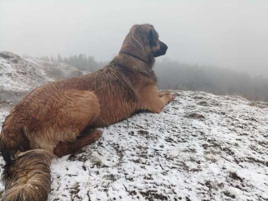 Dogorama Photo Challenge - Tierischer Urlaub-Beitrag-Bild