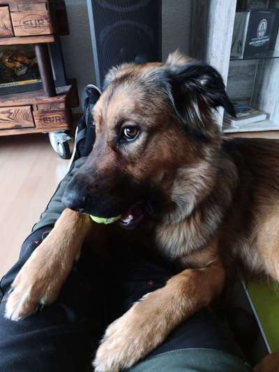 Die besten Hundeblicke 🐾❤️-Beitrag-Bild