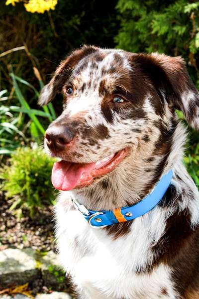 Die Dogorama Monats Challenge "Es grünt und blüht"-Beitrag-Bild