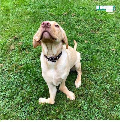 CARPUS VALGUS, RADIUS CURVUS, SHORT-ULNA-SYNDROM-Beitrag-Bild