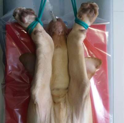 CARPUS VALGUS, RADIUS CURVUS, SHORT-ULNA-SYNDROM-Beitrag-Bild