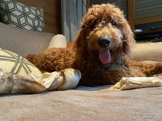 Hundetreffen-Spiel und traingspartner gesucht für meine liebevolle Energiereiche golden doodle Dame 7 monate.-Bild