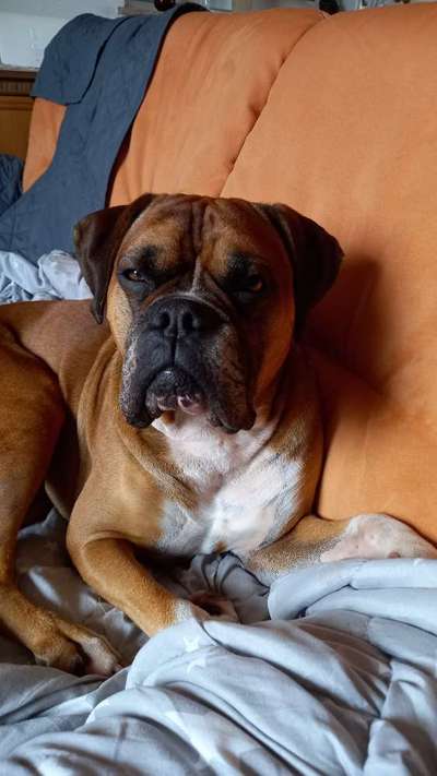 Deutsche Boxer-Beitrag-Bild