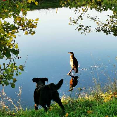 Hundetreffen-Gassirunde-Bild