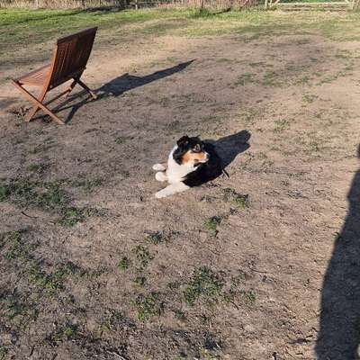 Hundetreffen-Toben auf der Hundewiese-Bild