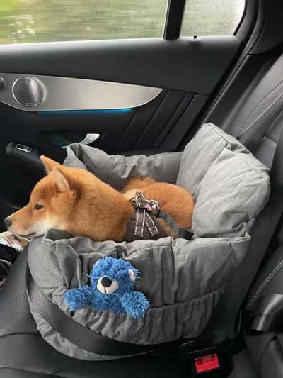 FOTOCHALLENGE 70 - Dein Hund im Auto-Beitrag-Bild