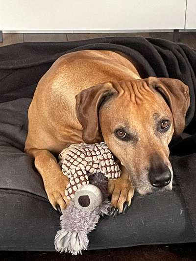 Rhodesian Ridgeback-Beitrag-Bild