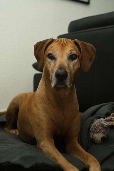 Rhodesian Ridgeback-Beitrag-Bild
