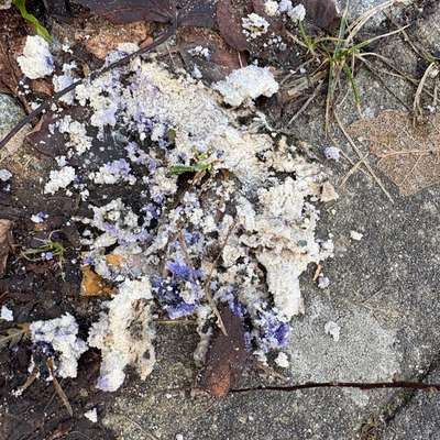 Giftköder-Giftköder-Bild