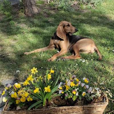 Hundetreffen-Spiel- bzw. Gassirunde Lappersdorf-Profilbild
