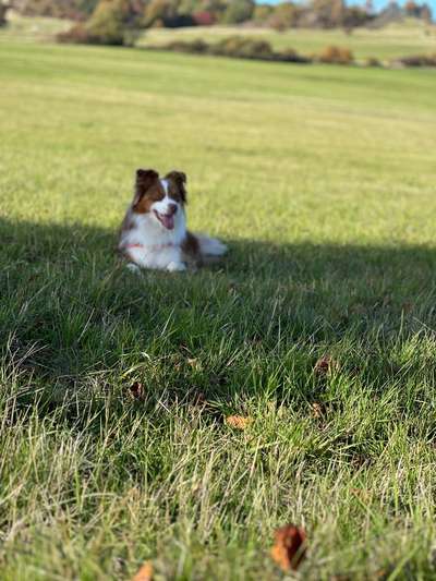 Hundetreffen-Gassirunden/Spielrunden-Bild