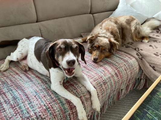 Dogorama Photo Challenge - Die besten Hundebuddys-Beitrag-Bild