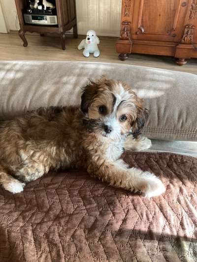 Chinese Crested (Chinesischer Schopfhund)-Beitrag-Bild