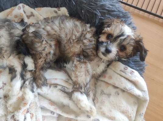 Lustige Hundenamen-Beitrag-Bild