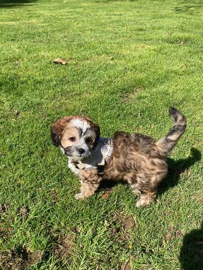 Welpen Bilder !-Beitrag-Bild