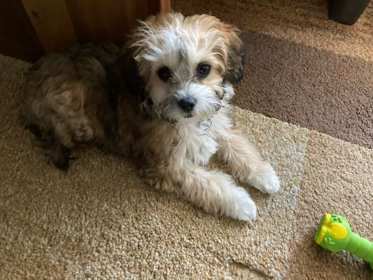 Wie heißt dein Hund?-Beitrag-Bild