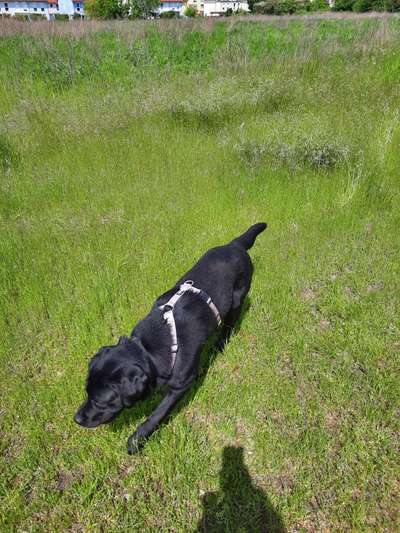 Labradorfans-Beitrag-Bild