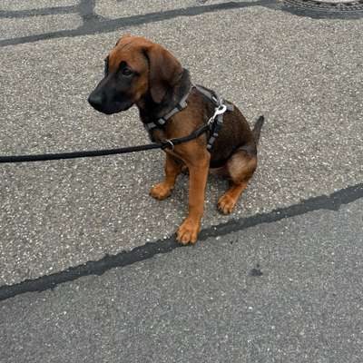 Hundetreffen-Suche Sozialkontakt-Bild