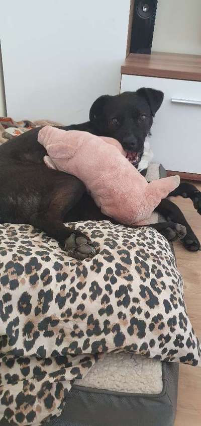 Angehendes Nierenversagen 2 Jähriger Rüde-Beitrag-Bild