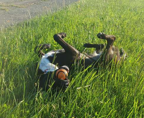 Hundetreffen-Spiel- und Gassirunden-Bild