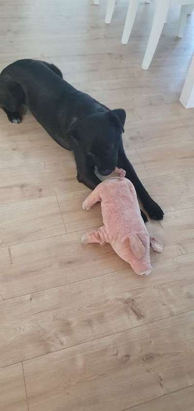 Unkaputtbares Spielzeug-Beitrag-Bild