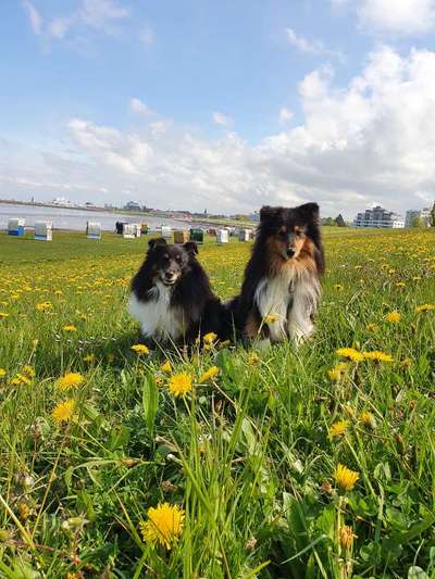 Hundeauslaufgebiet-Kugelbake-Bild