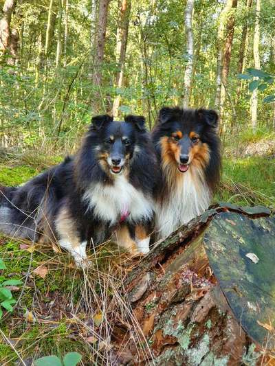 Die Dogorama Wochen Challenge "Friends will be Friends"-Beitrag-Bild