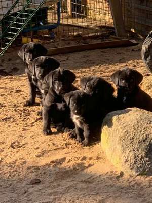 Geschwistersuche-Beitrag-Bild