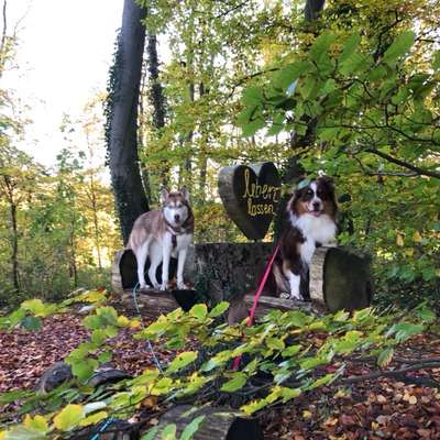Hundetreffen-Social walk oder Spieltreffen gesucht🫶🏻-Bild