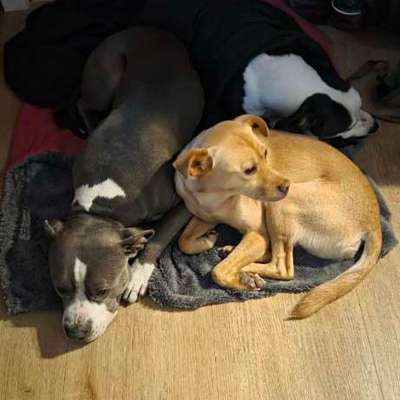 Hundetreffen-Training, social walk, unsichere hunde, spiel treffen-Bild