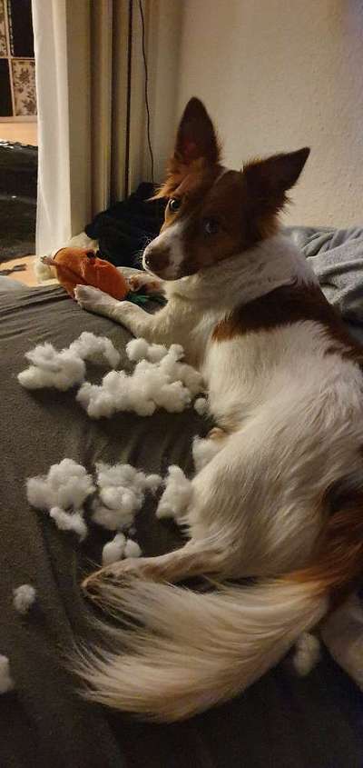 Geschreddert!-Beitrag-Bild